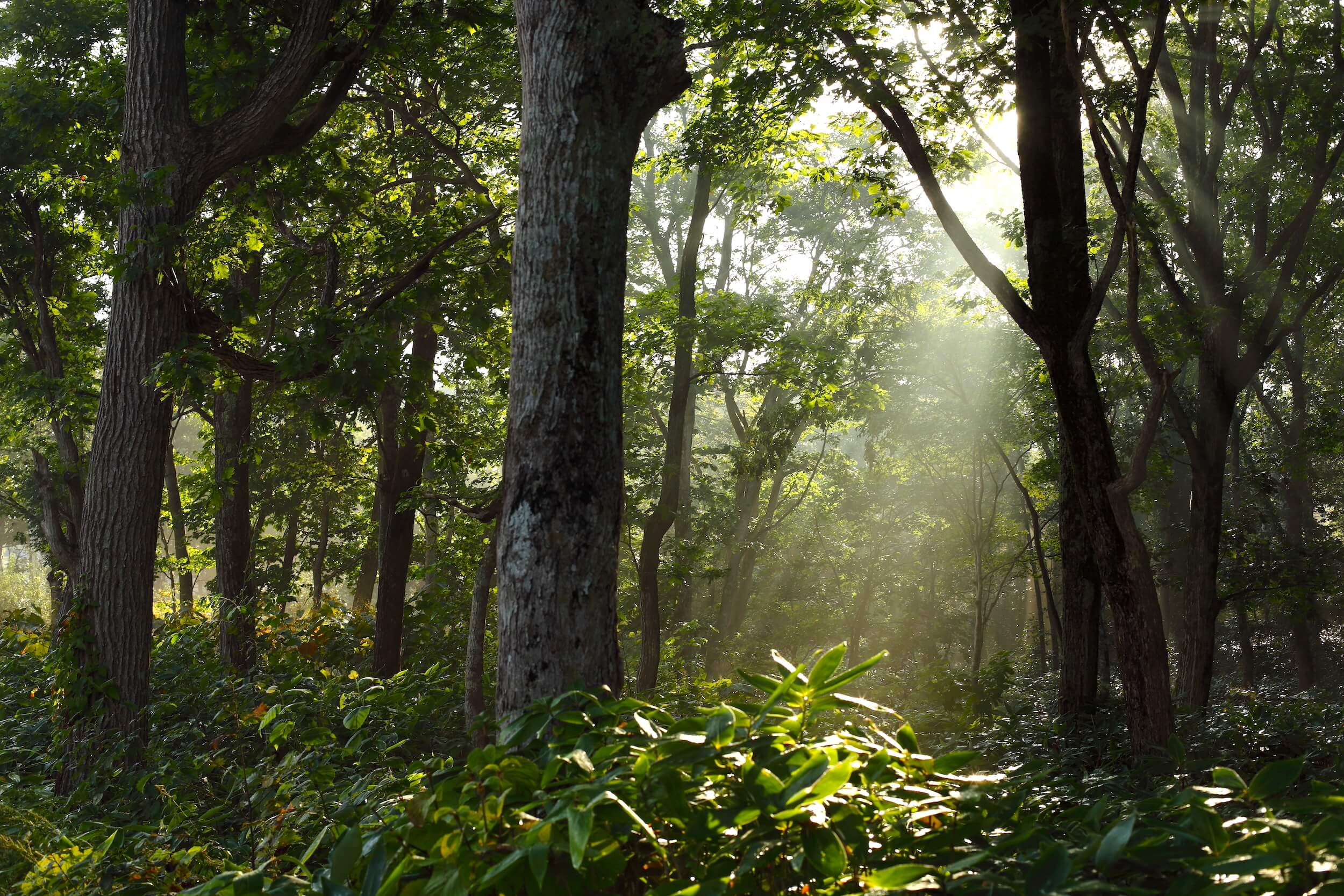 Photo by Yoichi Watanabe
